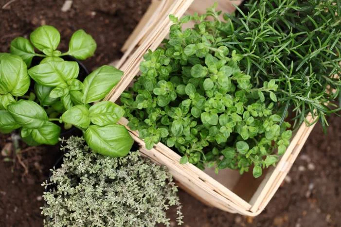 Frische Kräuter in Töpfen